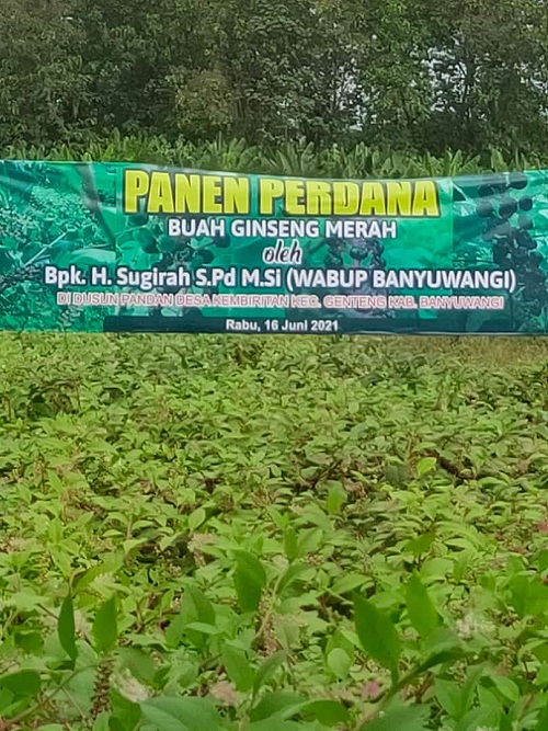 Hadiri Panen Perdana Buah Ginseng Merah, Wabup Sugirah Pemkab Banyuwangi Akan Terus Gali Potensi Pasar Baru Produk Pertanian Masyarakat