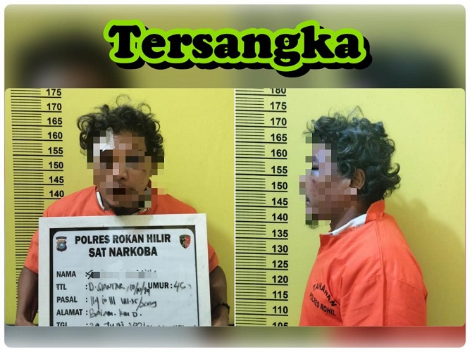 Dengan Cara Undercover Buy, Sat Res Narkoba Polres Rohil Bekuk Diduga Pengedar Ganja di Manggala, 1 Kg Diamankan