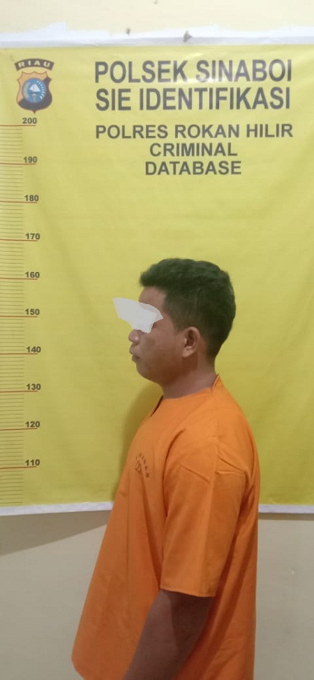 Tim Opsnal Sat Reskrim Polsek Sinaboi Polres Rokan Hilir Berhasil Tangkap Buronan DPO Atas Dugaan Kasus Pencrian Buah Sawit