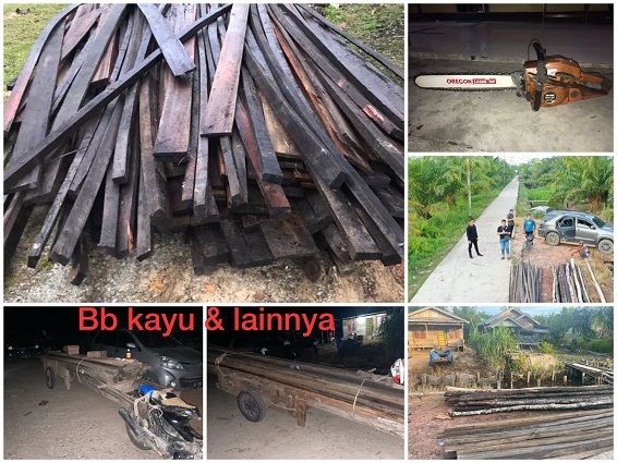 Tim Opsnal Satreskrim Polres Rohil Amankan 2 Orang Diduga Pelaku Illegal Logging