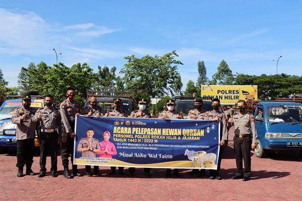 Polres Rohil Lakukan Pelepasan Hewan Qurban 44 Ekor Sapi dan 4 Ekor Kambing