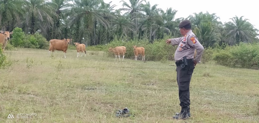 3 Polsek Jajaran Polres Rohil Laksanakan Operasi Aman Nusa II dalam Pencegahan PMK