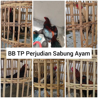 Diduga Terlibat Judi Sabung Ayam, T Berhasil Ditangkap Unit Reskrim Polsek Rimba Melintang Polres Rohil