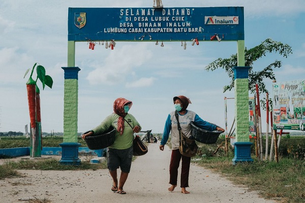 Lumbung Cabai Sumut di Batubara Didorong PT Inalum untuk Tumbuh